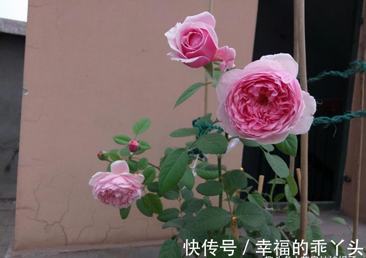 萌发|在家中养殖月季的窍门:不要再扯月季花的黄叶了,否则长势会变弱