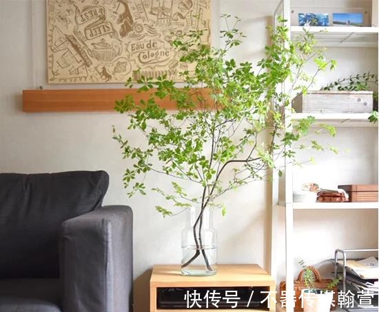 绿色植被|美学家居:用“绿植”装点房间,究竟有多雅致?