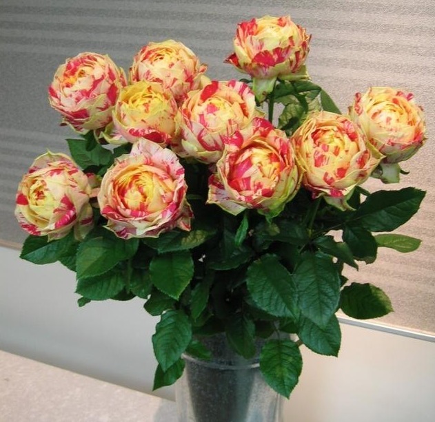 分枝|月季寿命有多少年养的时间越久长的越差，开花又少又小怎么办