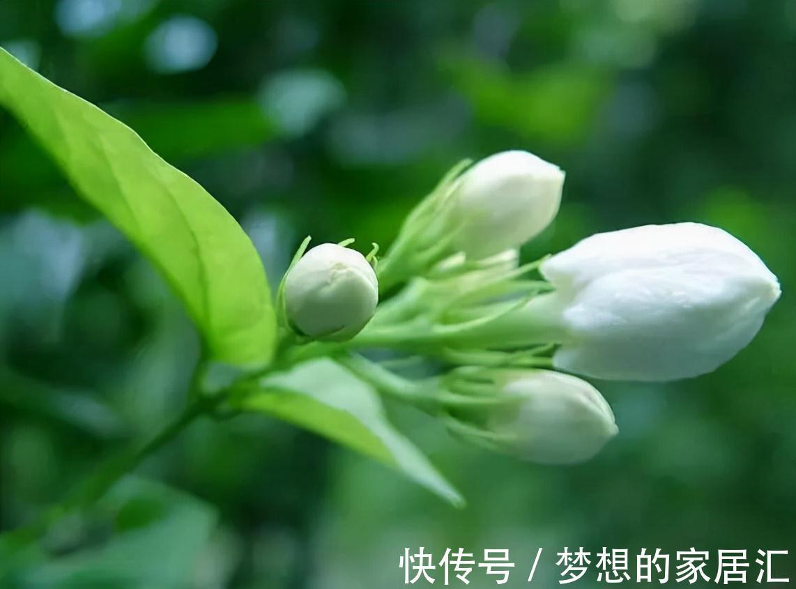抵抗力|茉莉花冬天想要不怕冻,秋天养“壮”它很关键,基础措施了解一下