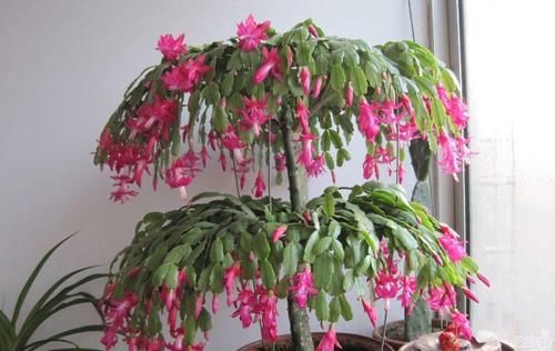 喜欢|给家里买“2盆花”,马上迎来盛花期,摆客厅很上档次,快看看吧