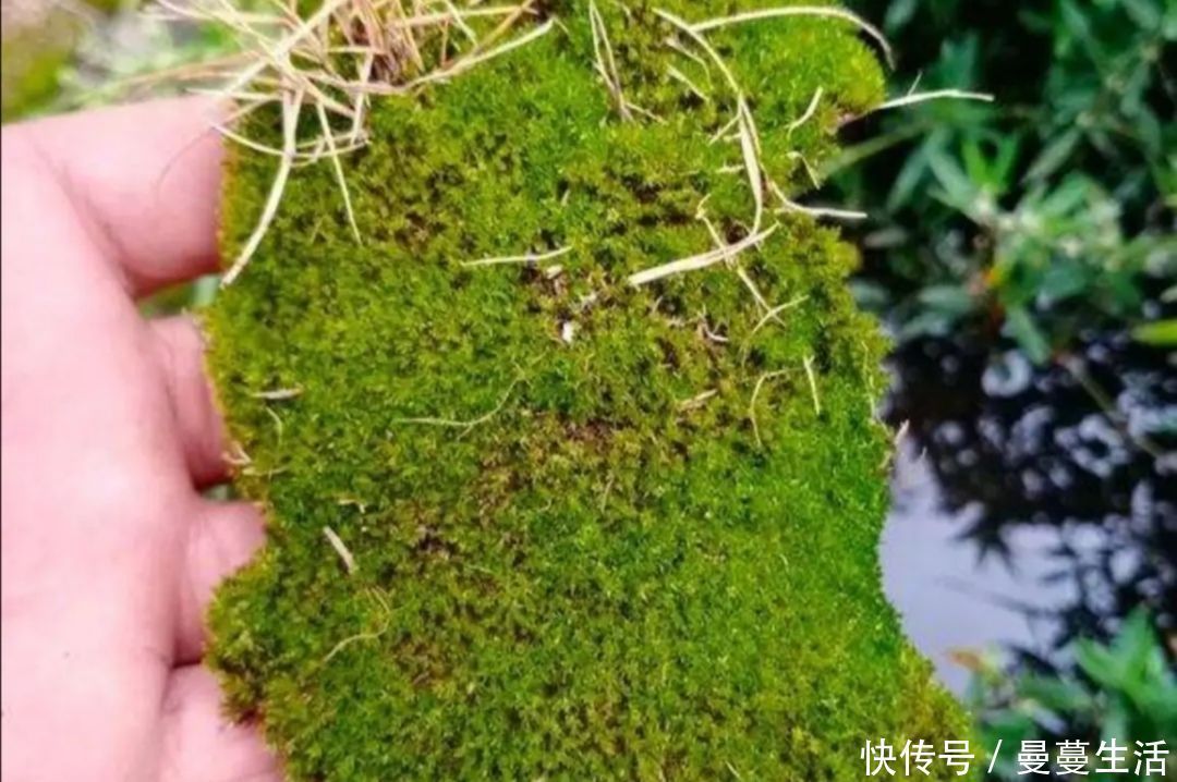 盆面|2种简单的方法,让盆景里长出绿油油的苔藓,漂亮又美观