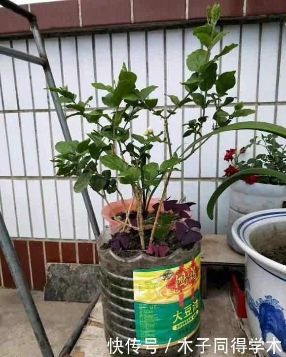  油桶|家里的油桶别再扔，比花盆还好用，养花种菜是神器