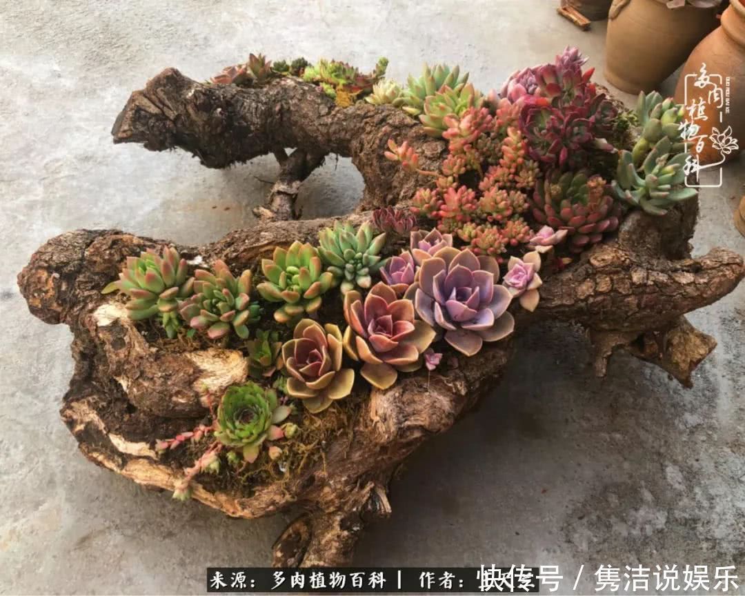 多肉遇上枯木木花盆，姑娘自己造！