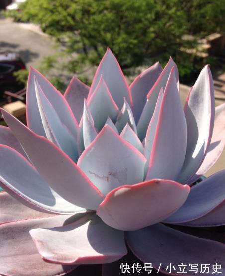 3款高颜值多肉,大部分人都后悔入手,图片好看,养起来很坑