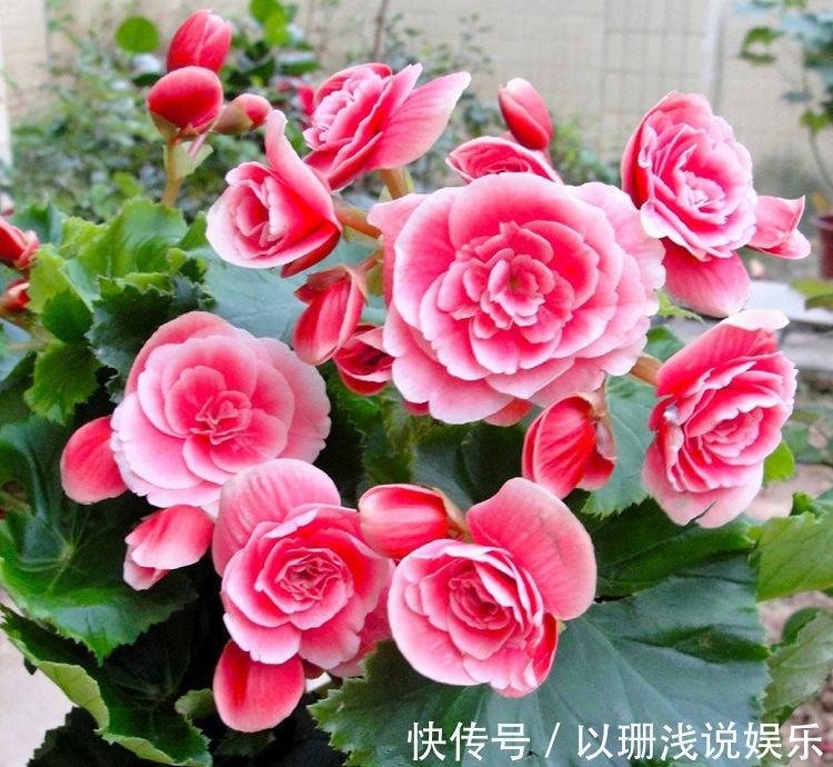 这几朵植物,适合平时养,花开似牡丹,娇而不躁,艳而不媚