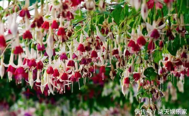 秋季|3种枝条泡水里,10天长根,一次开花100朵,水培成活率更高!