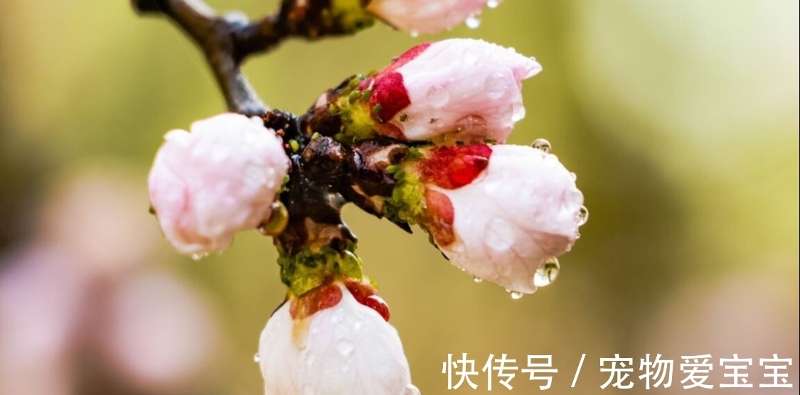 杏花！杏花消息雨声中。陈与义备受宋高宗激赏的一首诗，读来心生安暖