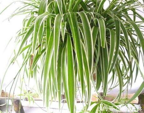 卫生间就养这“4种盆栽”,去异味,吸潮气,养眼好打理