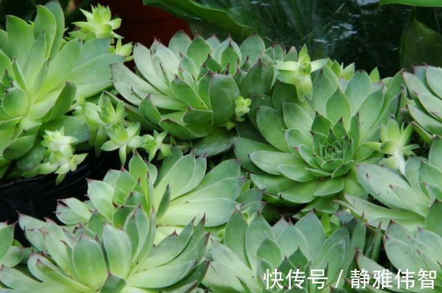 观音莲徒长、叶片下垂怎么办?做好4点有的救,时间久了成老桩