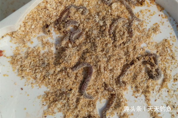 万能钓饵，蚯蚓的科学用法！都是用蚯蚓，渔获差距大，原因在这里