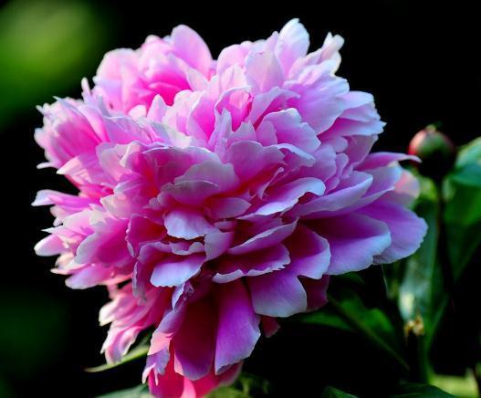 牡丹、芍药不开花,就是差碗“它”,花苞比“拳”大,花开比叶多