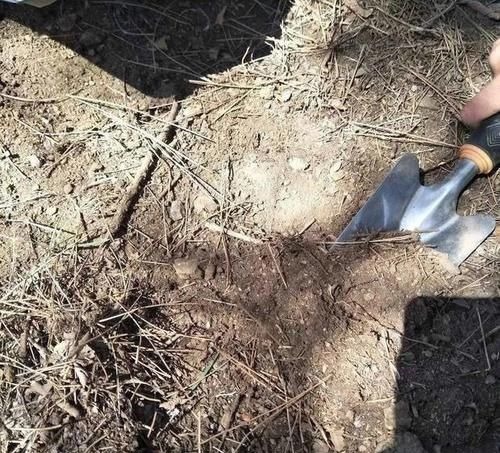 养花土里掺点它,碱性变酸性,花卉叶子呼呼长!