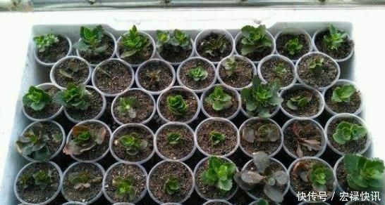 天气热,3种花适合扦插,温度越高生根越快,养护简单