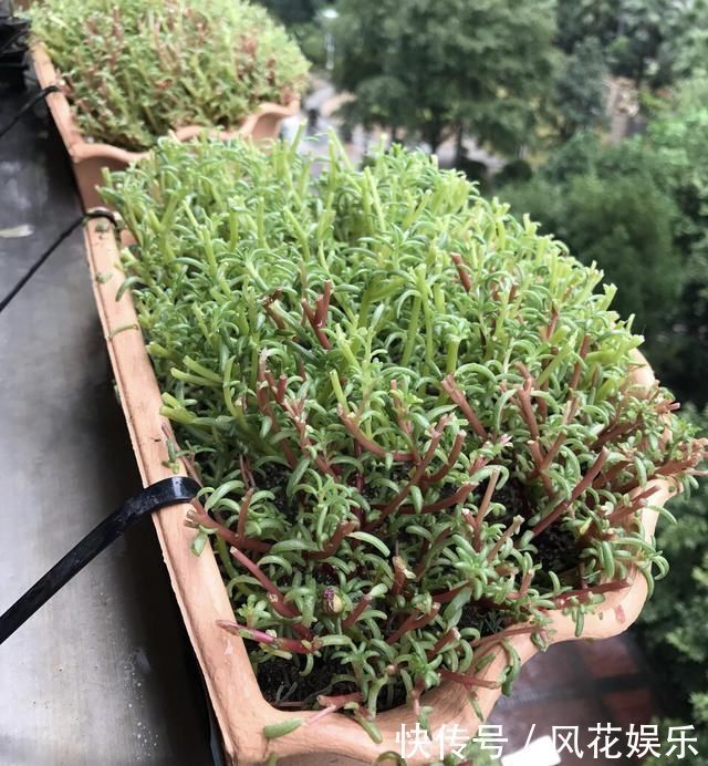 养护|想让太阳花“满盆”冒花苞有2个“关键”方法，保准有用