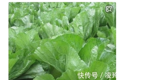 芥菜|这种野菜很多人没吃过，不仅含钙量极高，还有这些神奇的功效！