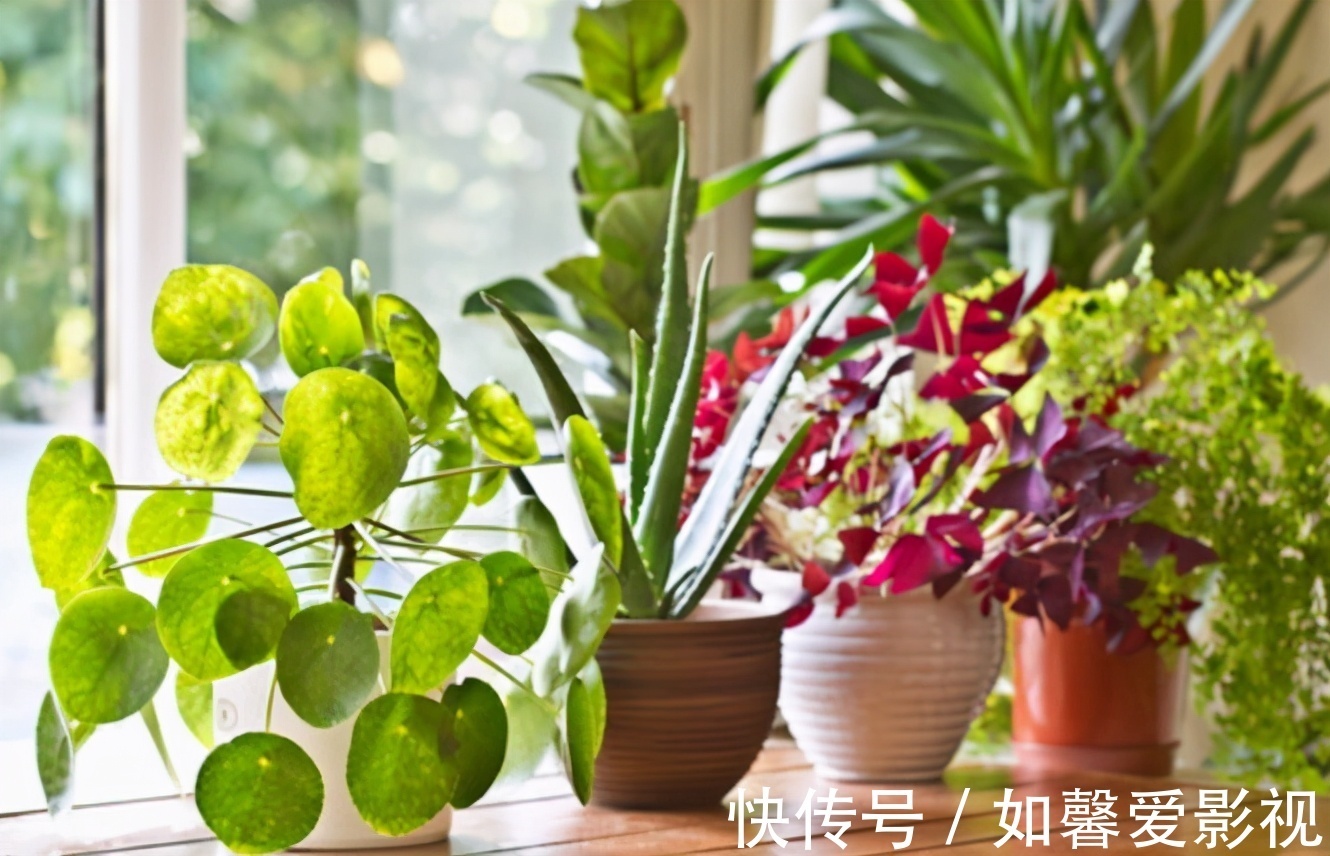 花卉|家庭盆栽花草,摆放、搭配方面该注意什么?有什么讲究?