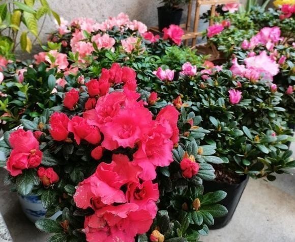 打卷|杜鹃花叶子打卷,不开花,试着换换土,用干松针养,更容易开花