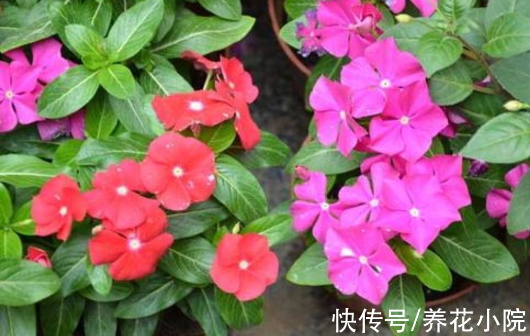 植株|6种漂亮花，家里养一盆，四季都能开花