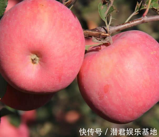 蓝莓|怀孕时,这4种水果孕妈要舍得吃,对胎儿的健康发育有好处