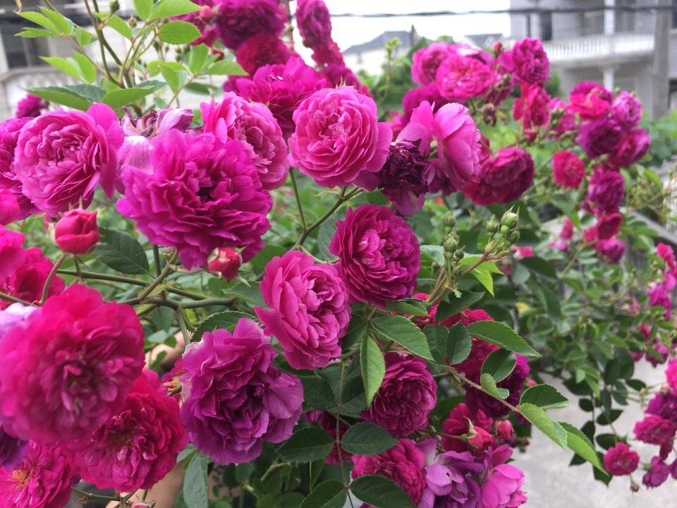 进入8月,养花浇点“开花水”,2周冒花苞,花色艳、花朵密