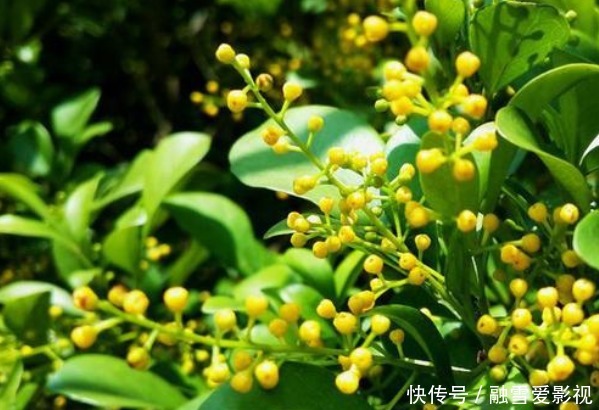 开花植物没香味?关键原因有2点,给它做充足,只要开花满屋飘香