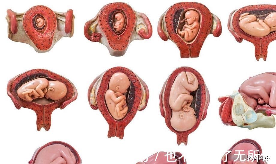 入盆|临产前胎宝宝为什么会自己头朝下入盆?这是宝宝心疼妈妈的表现