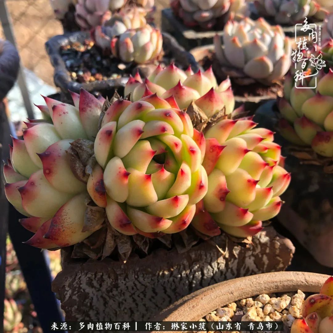 多肉|有史以来最厉害的一场寒潮，治好了我养多肉这些年的“坏毛病”