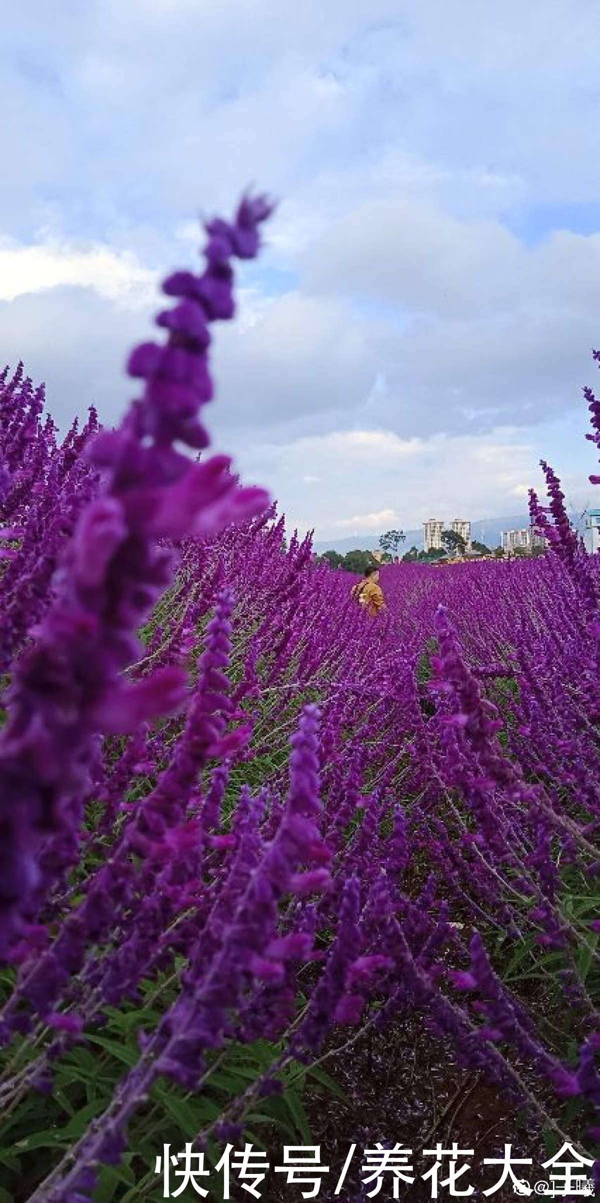 夏天|失眠多梦真头疼，养这3种花，带你安心入眠没烦恼