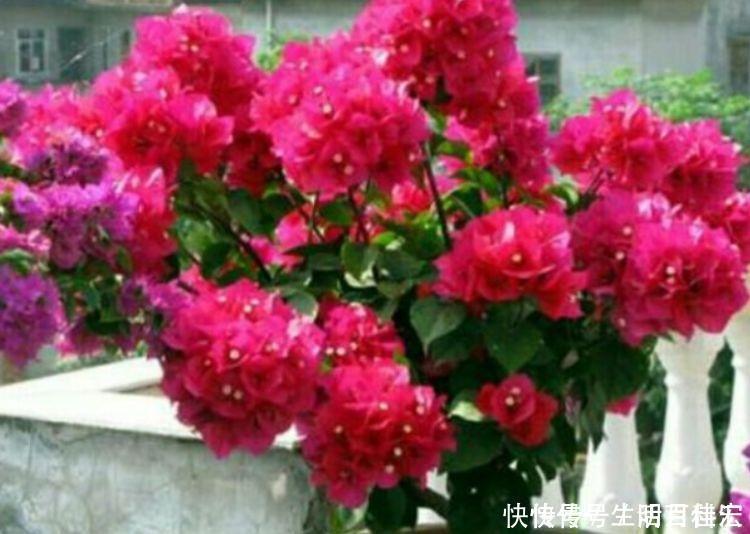 种花|人养花,花也养人,家养4种花,比牡丹好看,比吊兰好养