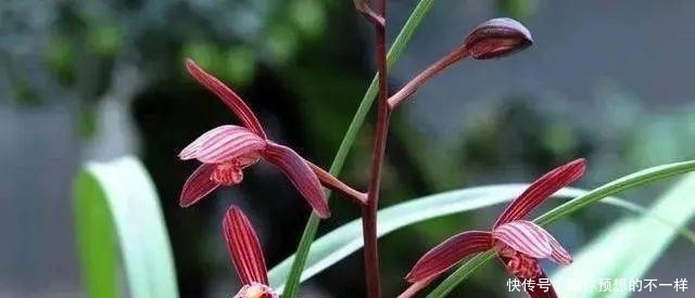 兰花有“三喜三怕”,顺着它养护,顺利春化,独苗绽放层叠群兰