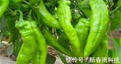 抗衰老|长寿老人建议常吃以下3种食物,养护血管,降压减脂,抗衰老