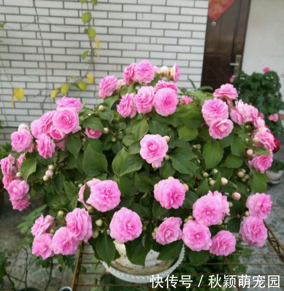 牡丹|比牡丹开花多,比月季还好看,花瓣层层叠叠,一年开花300天
