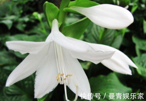 菊花海|喜欢菊花,不如养盆“菊中稀品”硫华菊,花开野性美,爆成菊花海