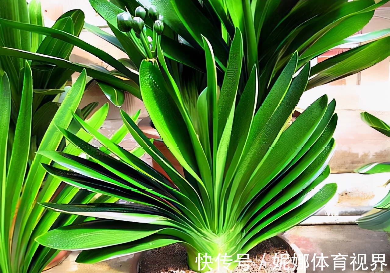 李大姐养君子兰，年年开大花，有吉祥好兆头，原来是她做对5件事