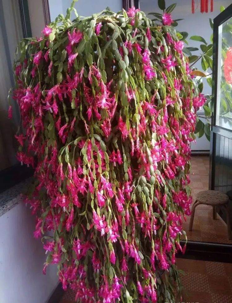 给植物浇点神奇水!一晚就能长出根系!一盆秒变百盆!