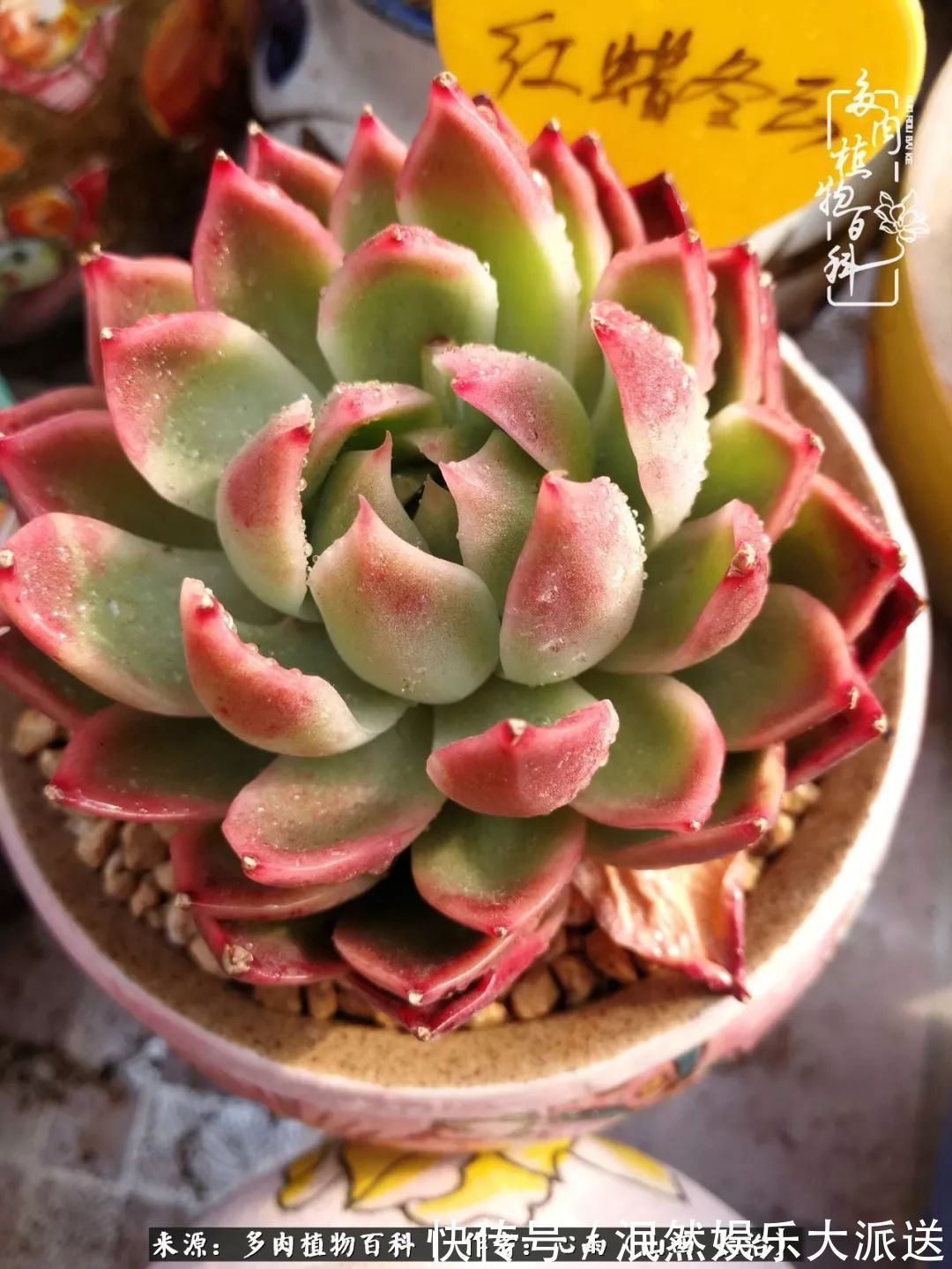 蚧壳虫|为肉痴狂!多肉植物也会用最美的容颜报答我们的勤劳付出!