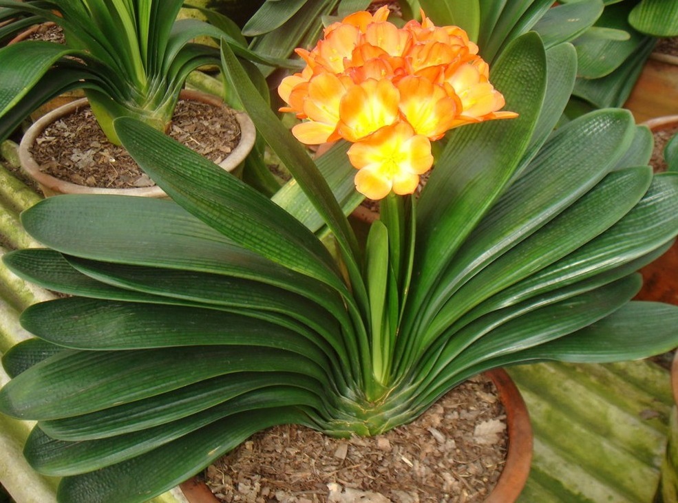 秋养君子兰，做好“施肥”与“换盆”，根系健壮，安稳过冬不是事