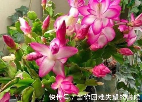 蟹爪兰花|几款花卉,不怕晒、不怕热,从秋季一直开花到冬季美极了