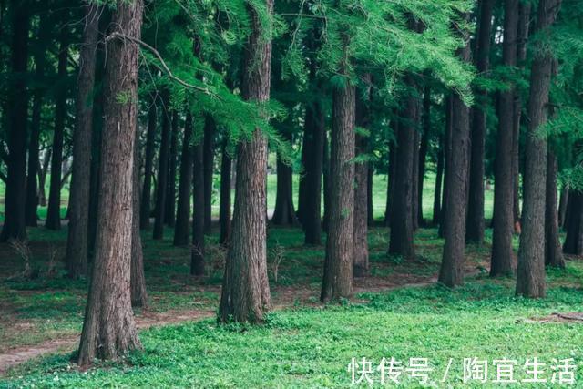 面神經麻痹|一味草藥，可以治愈口眼歪斜、風濕病，真沒想到