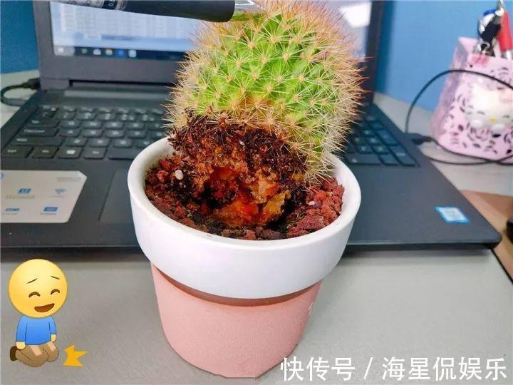 天后|10个养花的坏习惯,赶紧改,不然真是浪费钱!