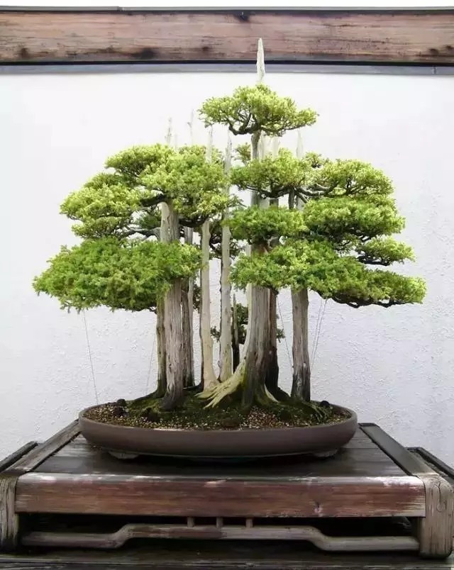 名贵植物排行,令人大开眼界!