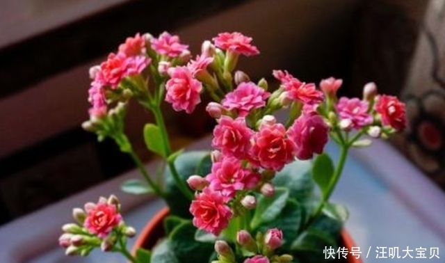 长寿花入室要“虐养”,“砍一刀”喂点水,“独苗”绽放层叠群花