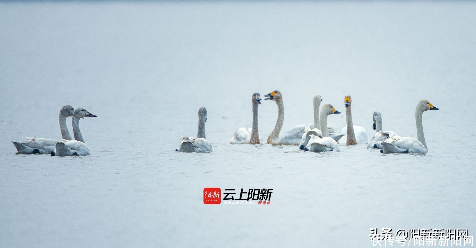 阳新荆头山惊现百雁齐鸣、万鹭同飞壮丽景观