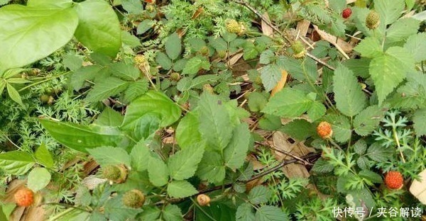 营养价值|乡下茅房边的“野草莓”,小时候摘了不敢吃,殊不知营养价值很高