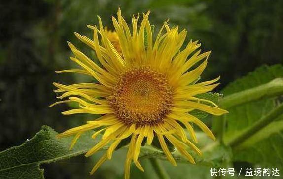 本方|这种药材比较广泛，是一朵小黄花，有人用它拿来调理身子赶紧看