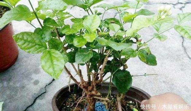 花王|秋天买茉莉，枝头满花苞3点谨慎，别手欠，开成“爆花王”