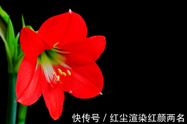 此花花香沁人心脾,花色鲜如血妩媚艳丽,寓意着爱的忠贞和浪漫