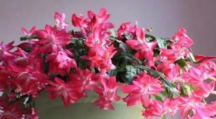 此种“液体肥”，养花实惠又好用，自己制作，养花特别棒！