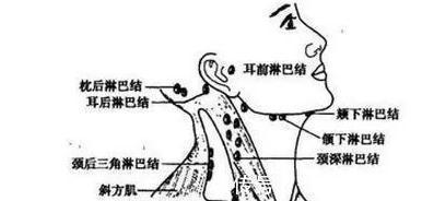 艾灸|耳朵,人体自带养生丹!每天10分钟,通畅气血,治病、养生又延寿